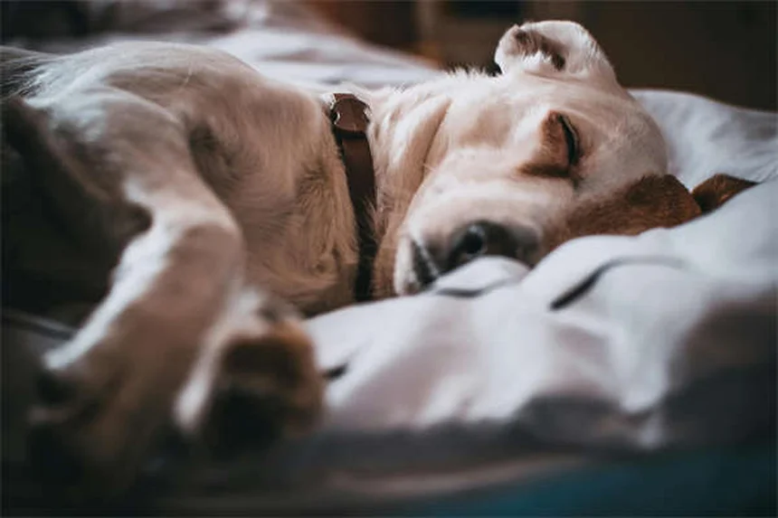 Cuccia per cani: il rifugio perfetto per il tuo amico a 4 zampe