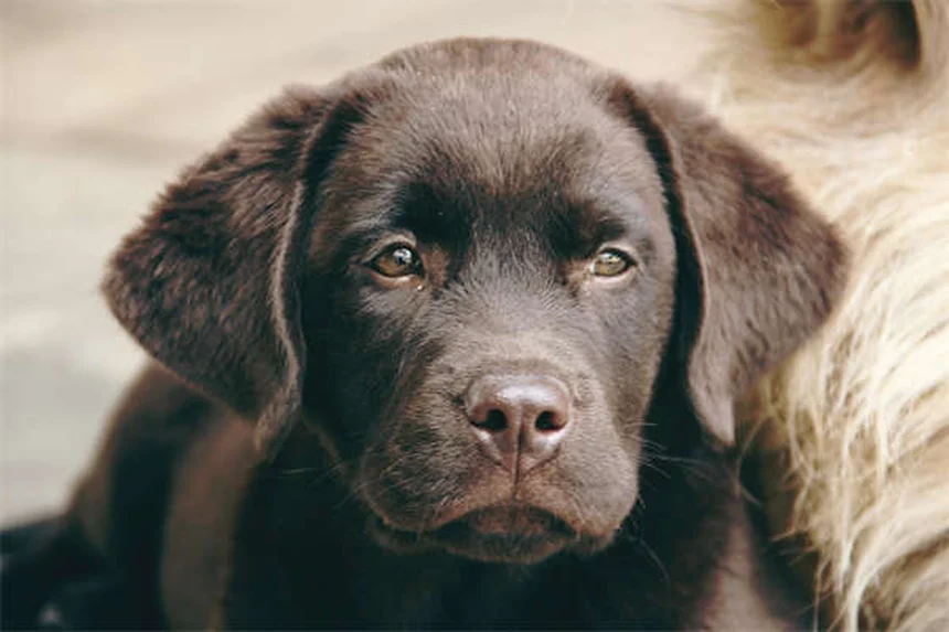 Cuccia per cani: il rifugio perfetto per il tuo amico a 4 zampe