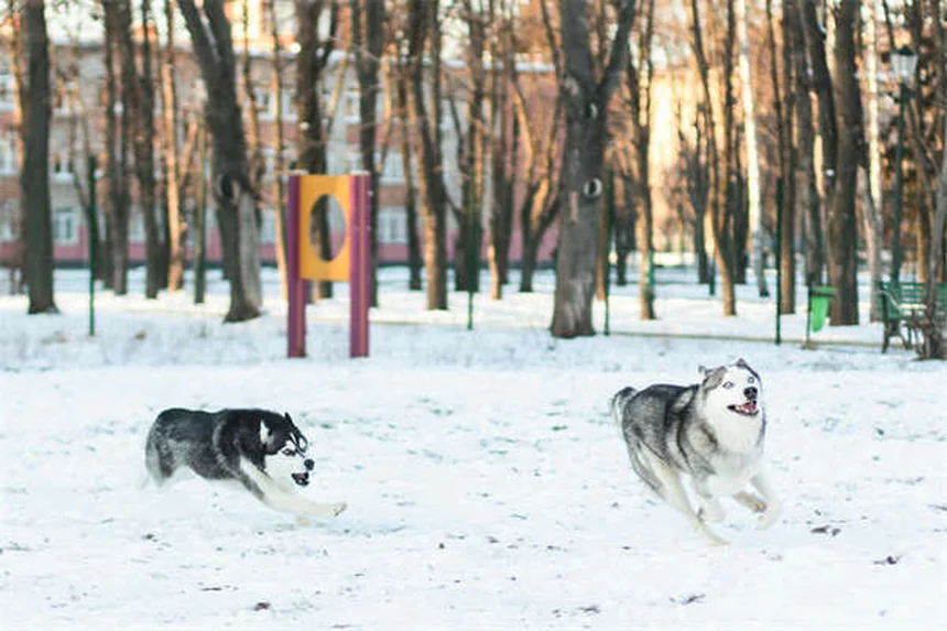 Olio di pesce per cani: benefici, dosaggio e come scegliere il migliore
