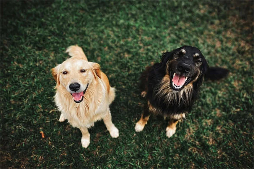 Gengive del cane sane: come riconoscerle e mantenerle in salute