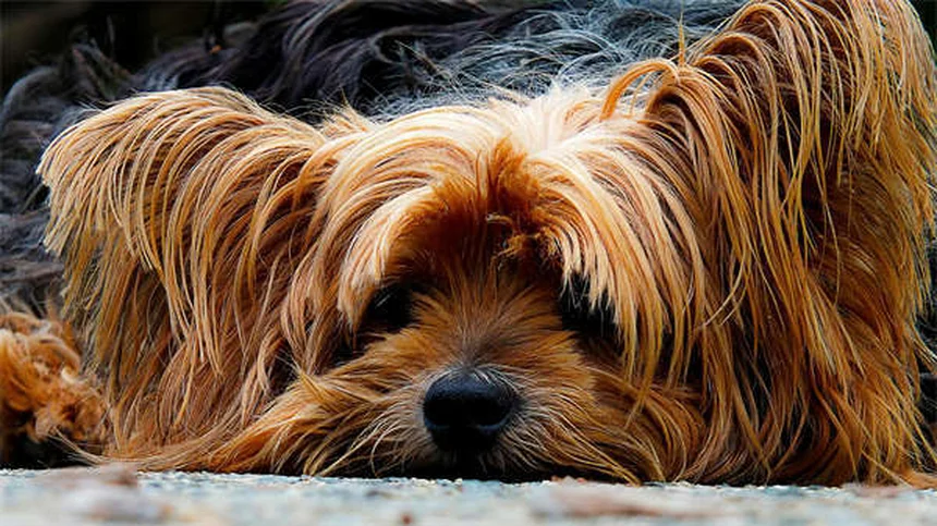 Malattia di Lyme nei cani: sintomi, cure e cosa sapere prima dell'adozione
