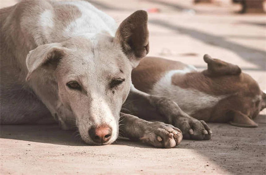 Malattia di Lyme nei cani: sintomi, cure e cosa sapere prima dell'adozione