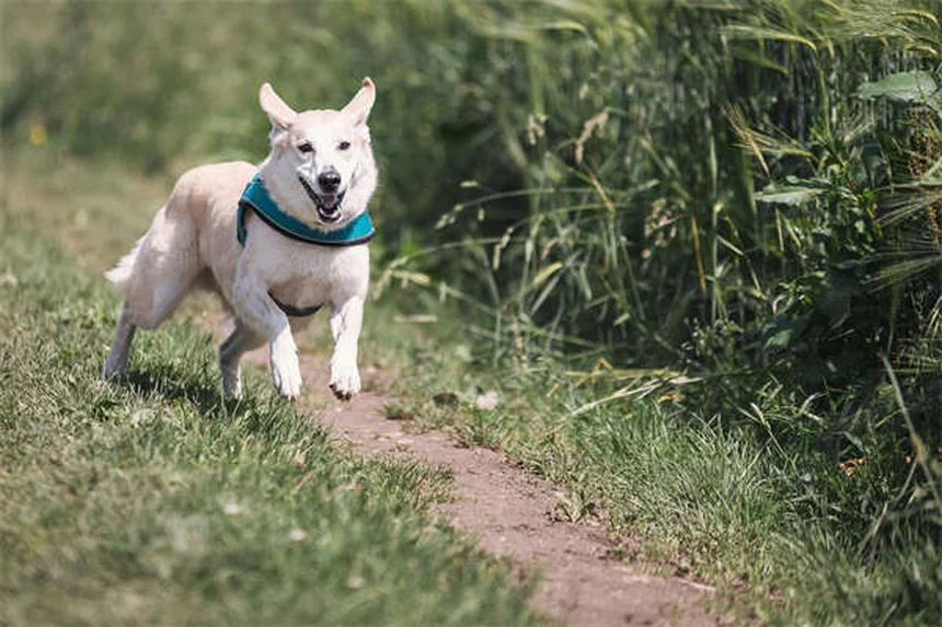 Emoabdomen nei cani: sintomi, cause e cosa fare subito