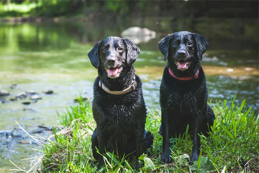 Emoabdomen nei cani: sintomi, cause e cosa fare subito