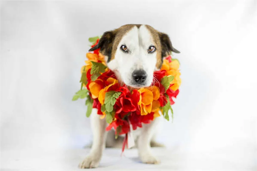 Antibiotici per cani: quando usarli e come evitarne l'abuso