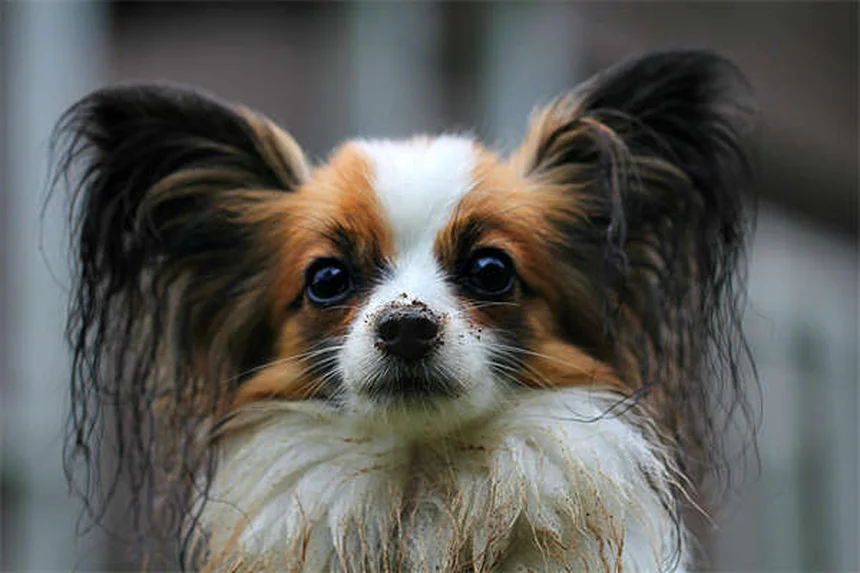 Perché il tuo cane puzza? 6 motivi e soluzioni efficaci