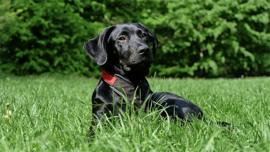Come prendersi cura di un cane anziano: 5 consigli pratici