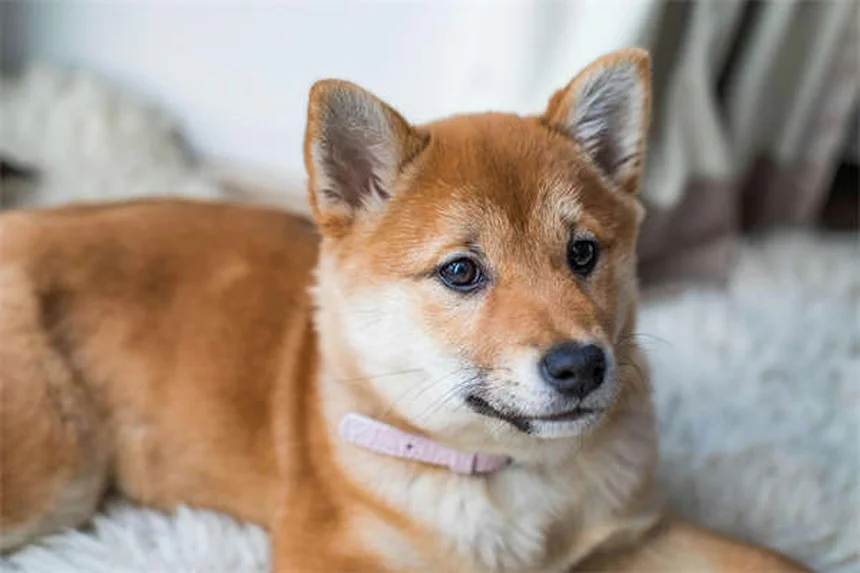 Diarrea con sangue nel cane: cause, sintomi e cosa fare subito