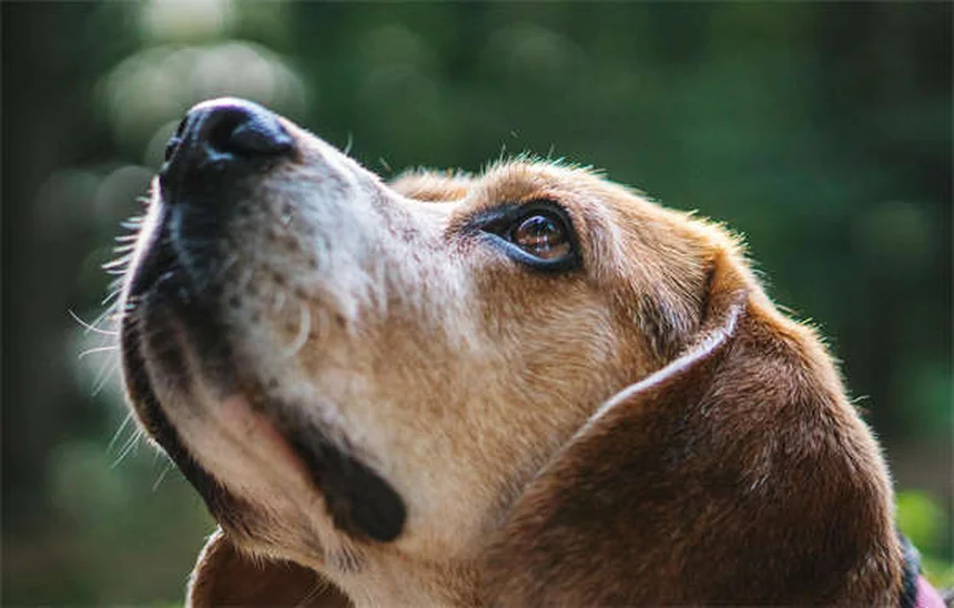 Cisti orali nei cani: sintomi, cure e prevenzione