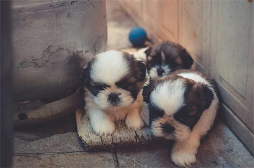 Migliori snack per addestrare il tuo cane: guida pratica