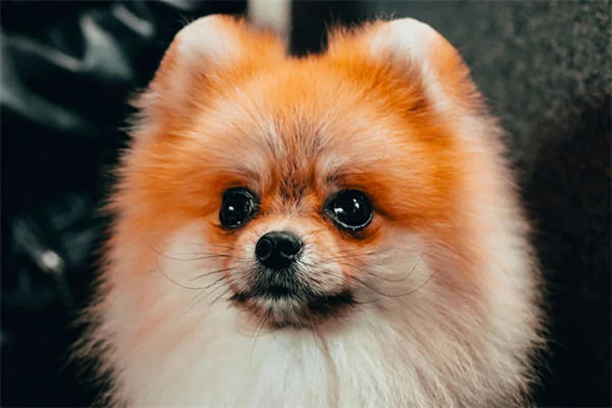 Imodium per cani: guida completa all'uso sicuro