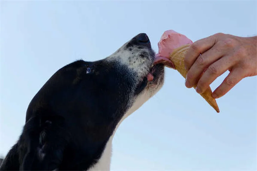 Problemi di salute del Bulldog Francese: 23 patologie da conoscere