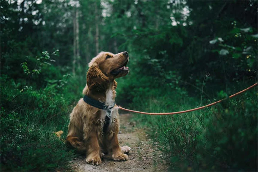 Il tuo cane ha ingerito benzodiazepine? Ecco cosa fare subito!