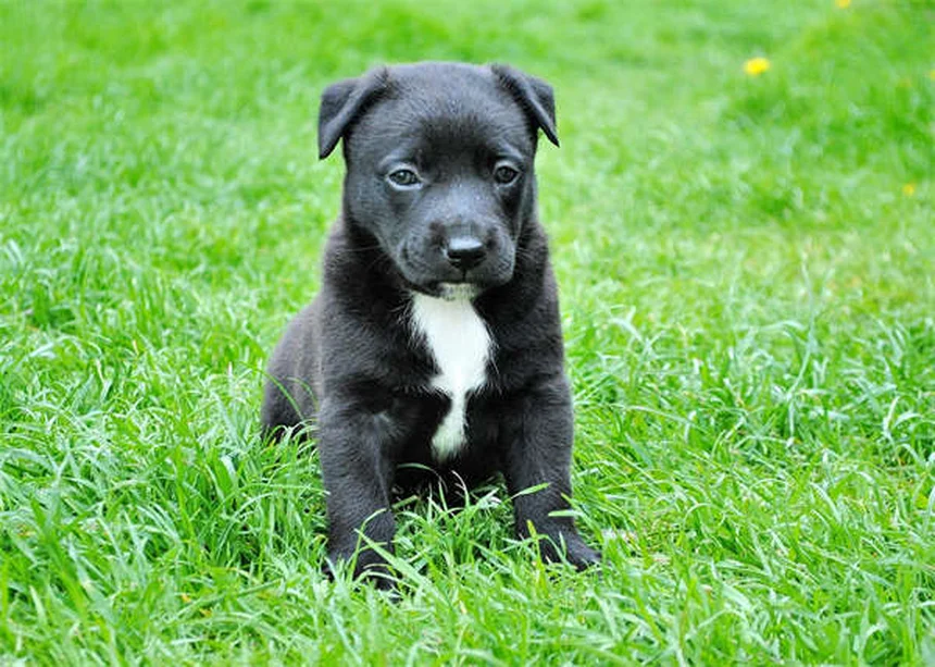 Il tuo cane ha ingerito benzodiazepine? Ecco cosa fare subito!