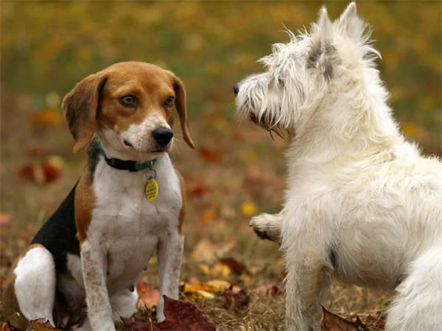 Il mio cane è arrabbiato con me? Scopri la verità!