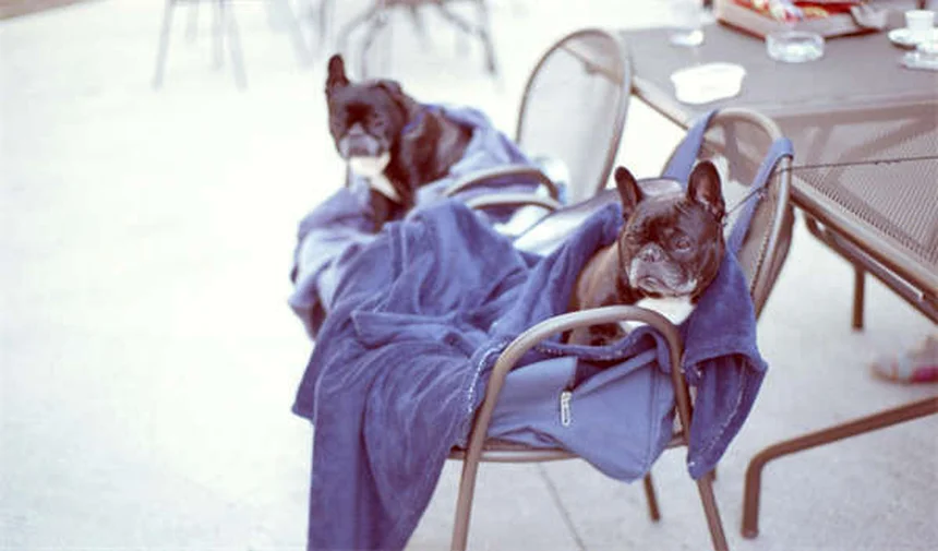 Musica per cani: 5 generi che calmano Fido (e quando usarli)