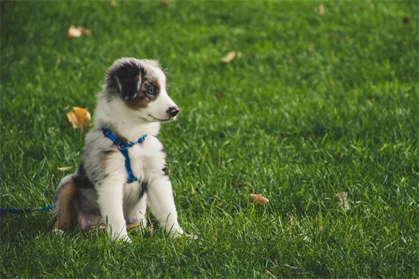 Analisi del sangue per cani e gatti: guida completa ai test e costi