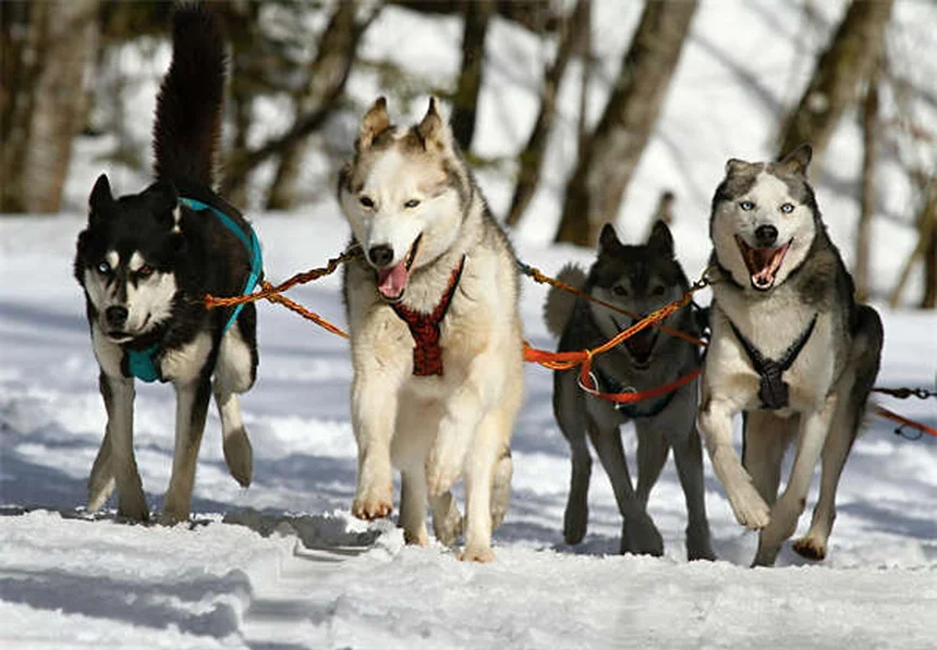 Frustrazione da barriera nei cani: cause e soluzioni efficaci