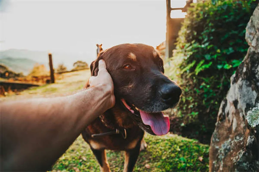 Dieta renale per cani: cosa dare da mangiare al tuo cane con problemi renali