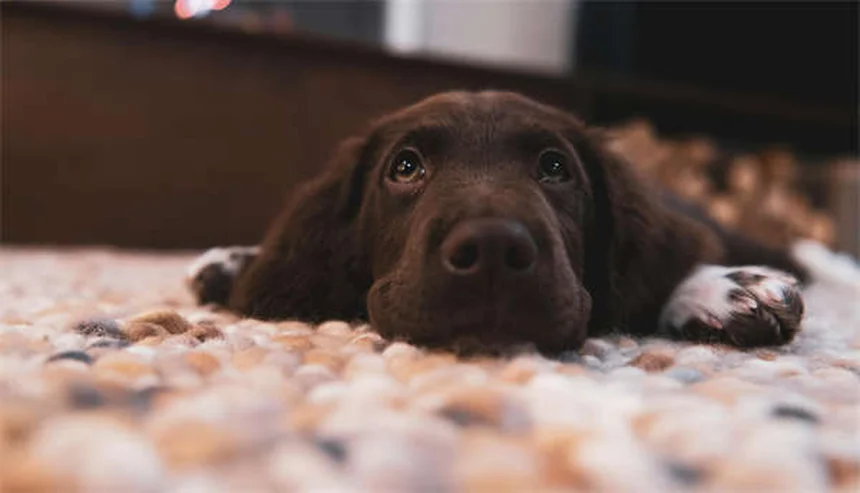 Spironolattone per cani: tutto quello che devi sapere