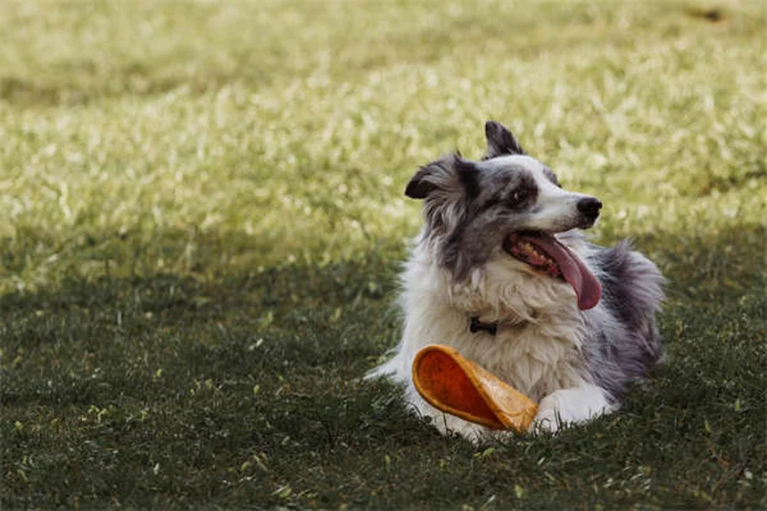 5 Rimedi Naturali per Calmare l'Ansia del Cane: Guida Completa