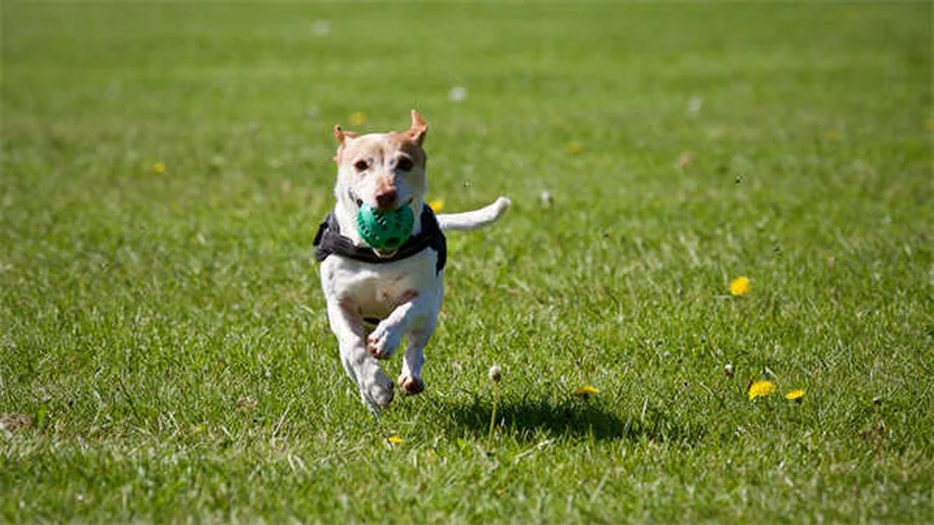Come Prepararsi al Parto del Cane: Guida Completa alla Whelping