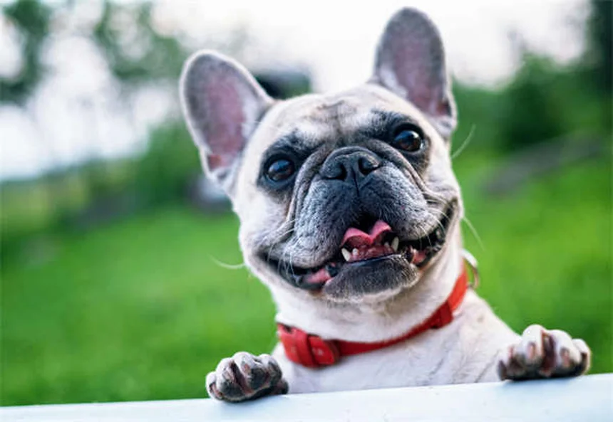 Lettini da viaggio per cani: guida alla scelta perfetta per il tuo amico a quattro zampe