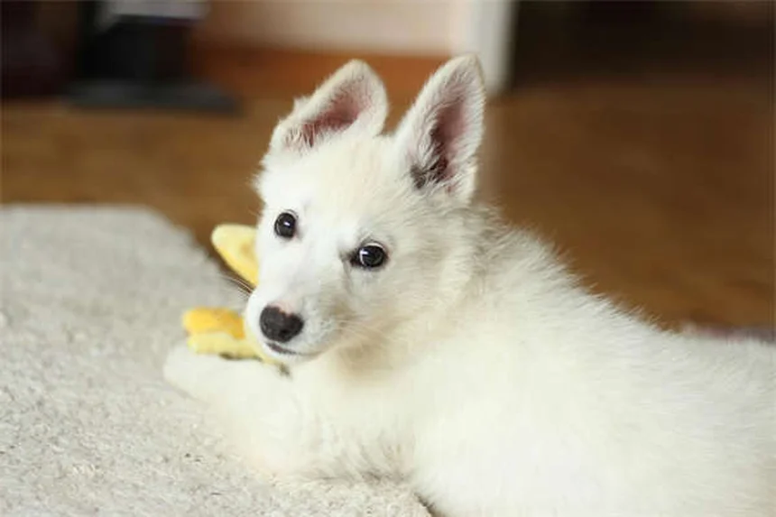 Occhi che lacrimano nei cani: cause e rimedi efficaci