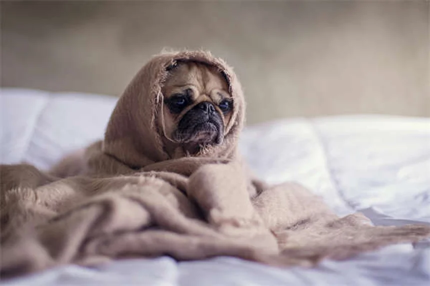 Occhi che lacrimano nei cani: cause e rimedi efficaci