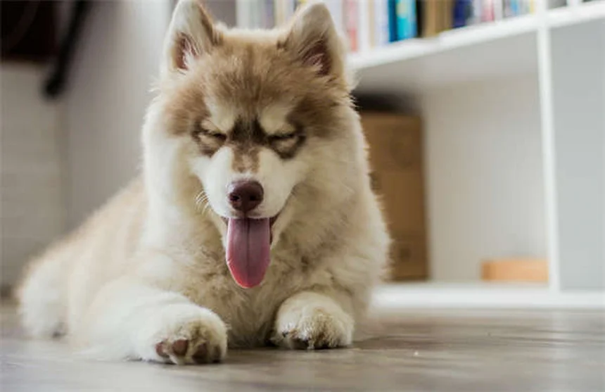 Perché il mio cane si gratta? 5 cause e rimedi efficaci