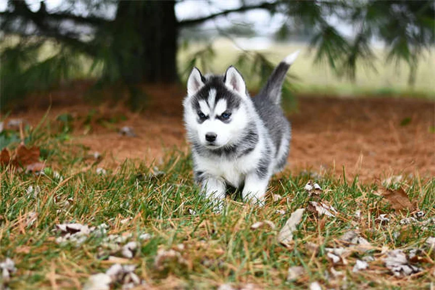 Perché il mio cane si gratta? 5 cause e rimedi efficaci