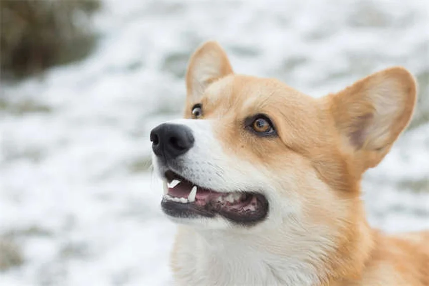 Giochi touch screen per cani anziani: divertimento senza sforzo