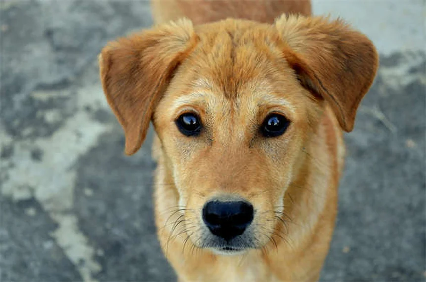 Giochi touch screen per cani anziani: divertimento senza sforzo