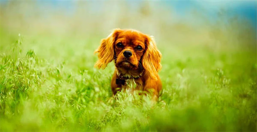 Orario perfetto per le medicine del tuo animale: guida pratica