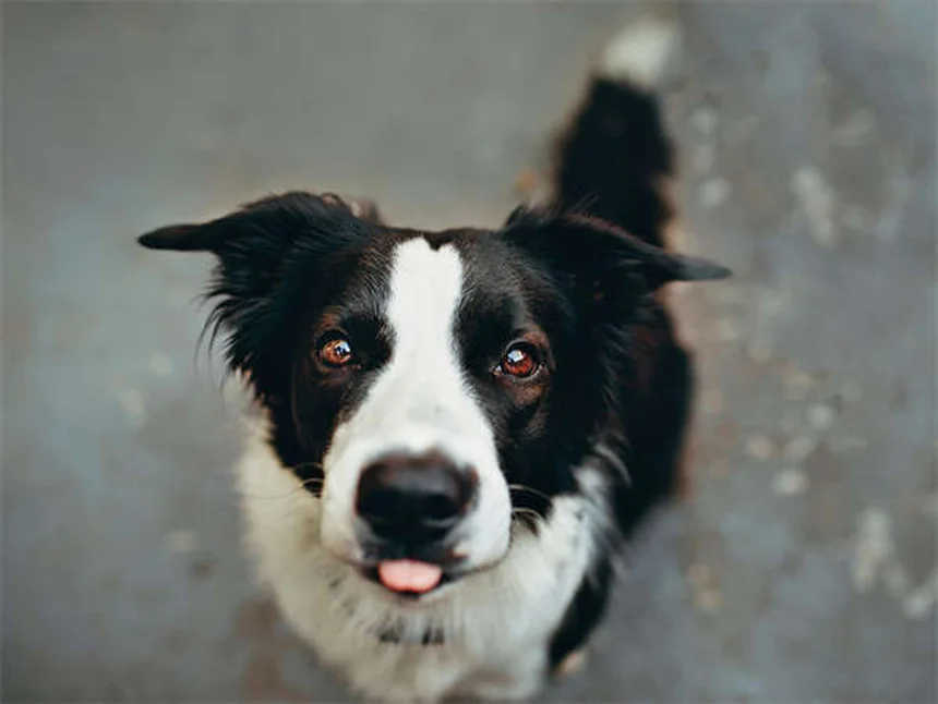 Orario perfetto per le medicine del tuo animale: guida pratica