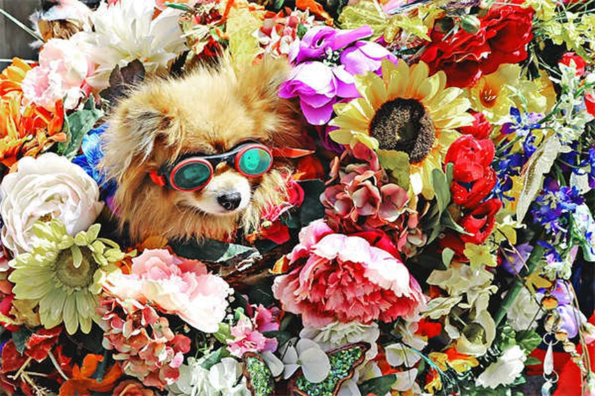 Come capire se il tuo cane si annoia: 5 segnali e soluzioni efficaci