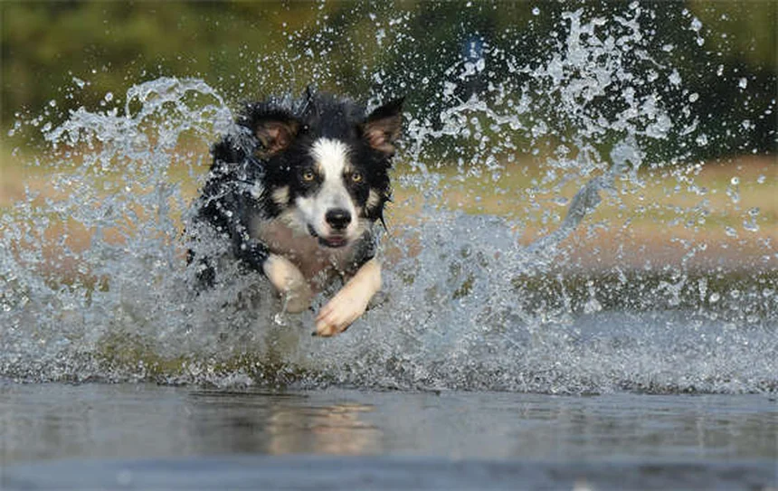 Come capire se il tuo cane si annoia: 5 segnali e soluzioni efficaci