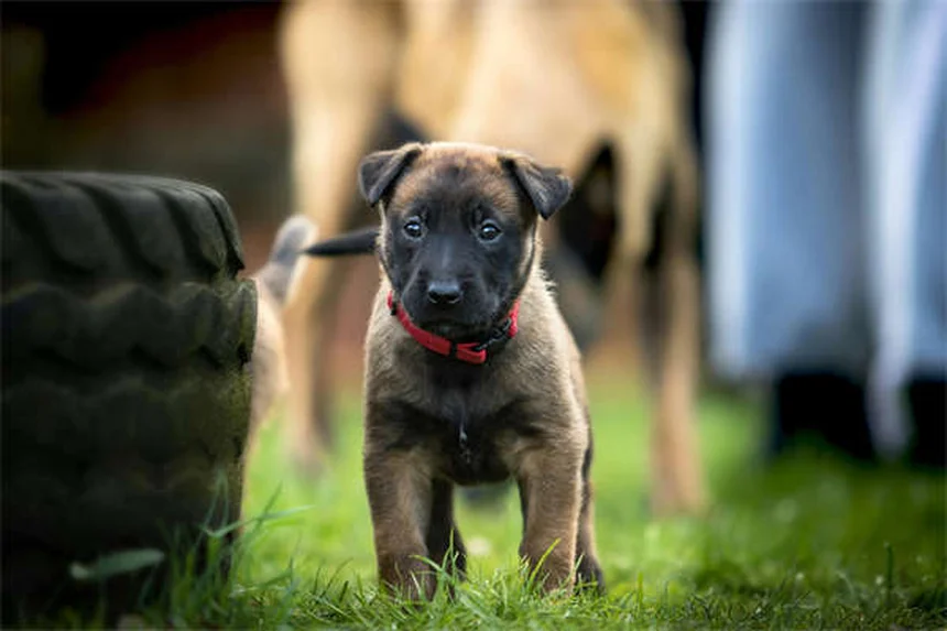 Come capire se il tuo cane si annoia: 5 segnali e soluzioni efficaci